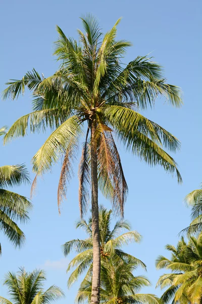 Cocos en el cielo azul —  Fotos de Stock