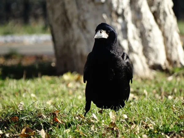 Dlack cuervos otoño — Foto de Stock