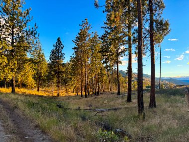 Uzun çam ağaçlarının arasından geçen engebeli bir yolun sakinliğini hisset. Sıcak gün batımı ışığı çayıra vurur ve bu el değmemiş dağ manzarasında huzurlu bir atmosfer yaratır..
