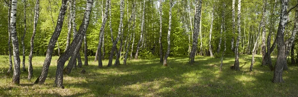 Birch forest in the spring . — Stock Photo, Image