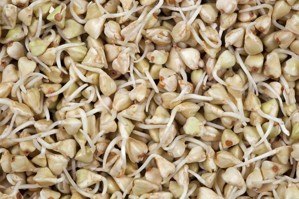 Yeşil buğday filizi.