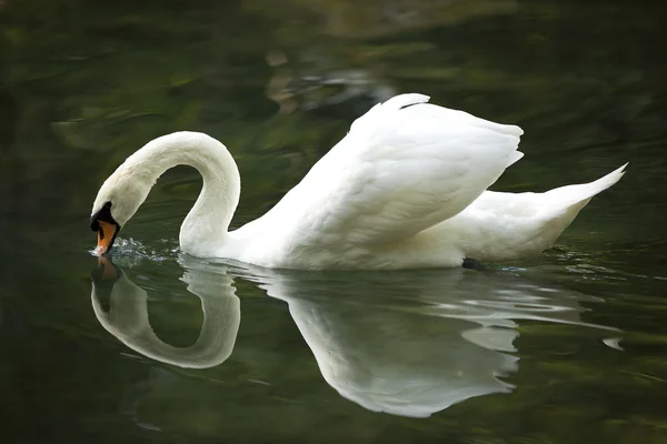 Cisne blanco en un lago del bosque . —  Fotos de Stock