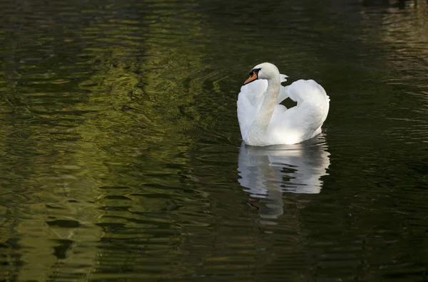 Cisne blanco en un lago del bosque . —  Fotos de Stock