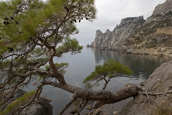 Сосна на краю скелі над морем . — стокове фото