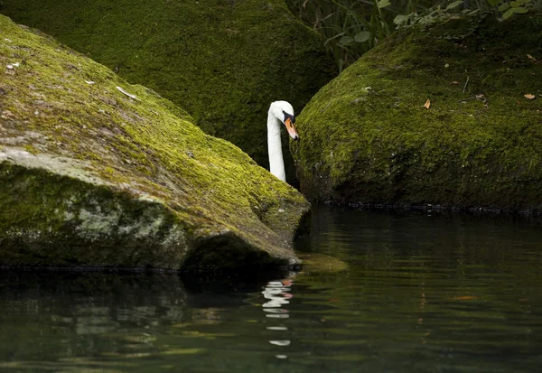 Cisne blanco en un lago del bosque . —  Fotos de Stock