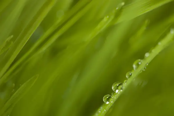 Tau auf dem Gras — Stockfoto