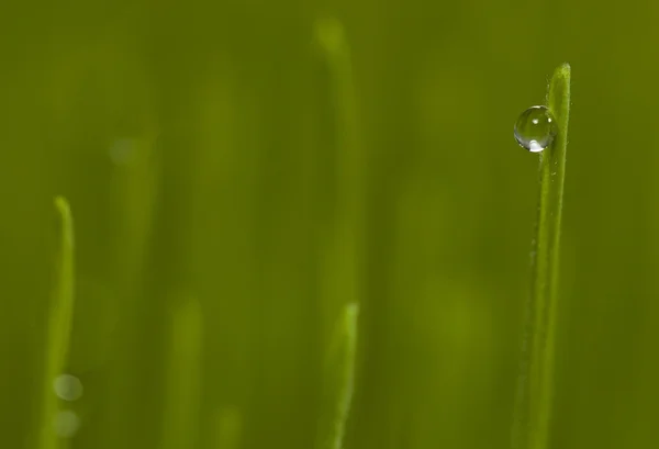 Gras — Stockfoto