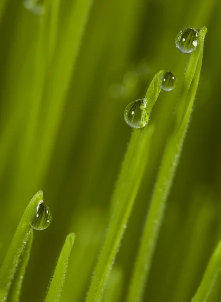 Gras — Stockfoto