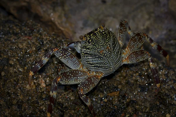 Crab — Stock Photo, Image