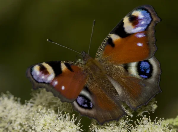 Borboleta — Fotografia de Stock