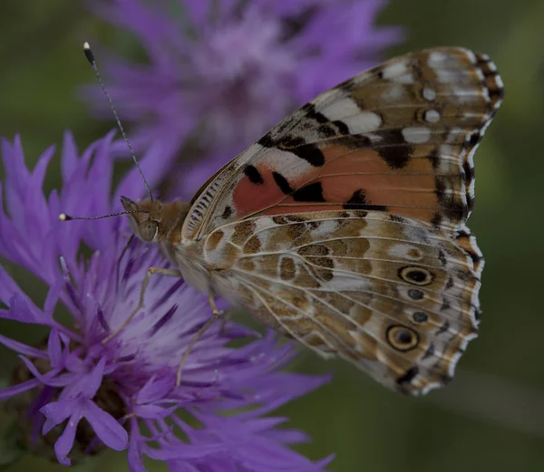 Mariposa. — Foto de Stock