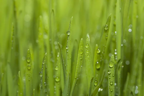 Gras — Stockfoto