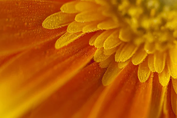 Gerberas Imagen de stock