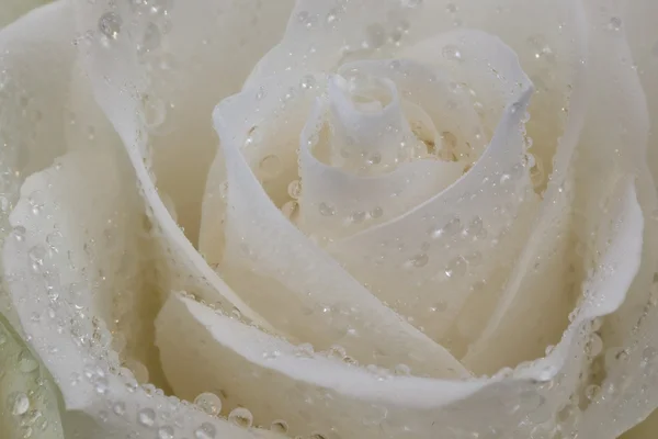 Rosa en gotas de rocío . Imágenes de stock libres de derechos