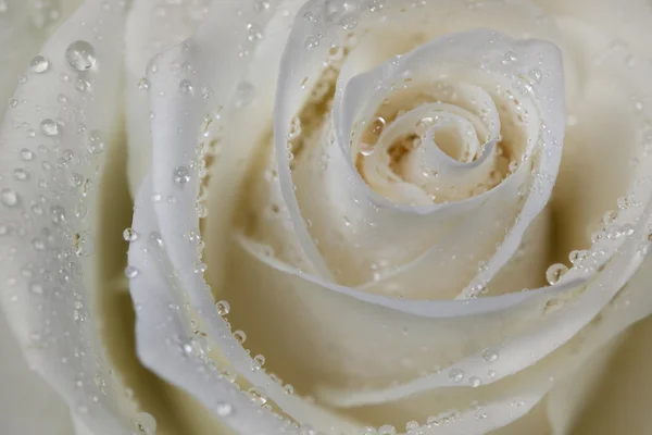 Rose en gouttes de rosée . Images De Stock Libres De Droits