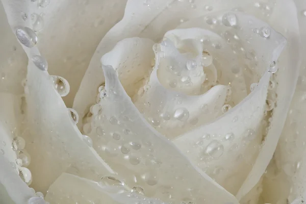 Rosebud with petals in the drops of dew