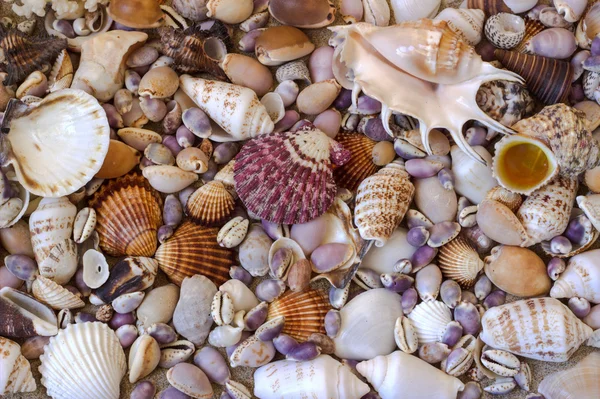 Muscheln auf einem Meeressand. Hintergrund. — Stockfoto