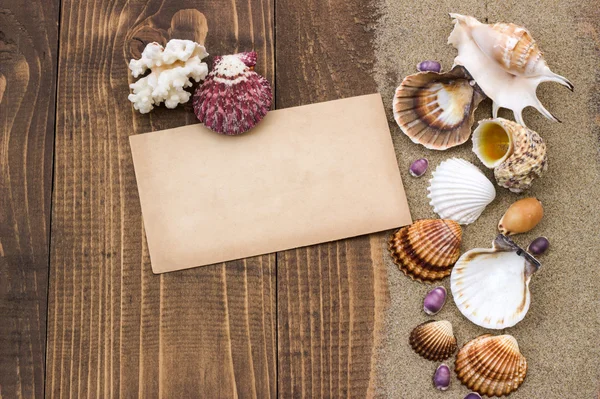 Coquilles sur la planche en bois . Photo De Stock