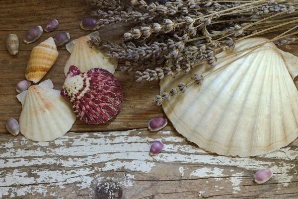 Conchas de mar en el tablero de madera. Fondo vintage . —  Fotos de Stock