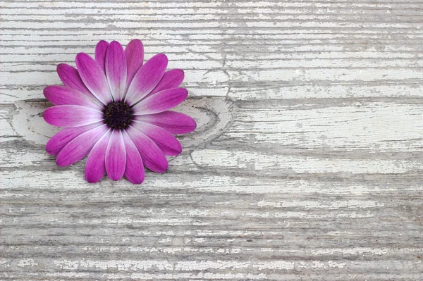 Beyaz ahşap tahta üzerinde mavi çiçekler. Çiçekler arka plan.