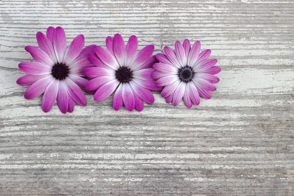 Beyaz ahşap tahta üzerinde mavi çiçekler. Çiçekler arka plan.