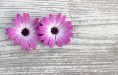 Beyaz ahşap tahta üzerinde mavi çiçekler. Çiçekler arka plan.