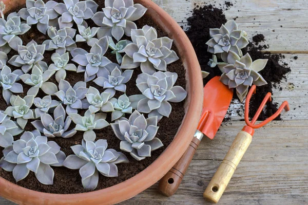 Plantas suculentas e ferramentas de jardim . — Fotografia de Stock