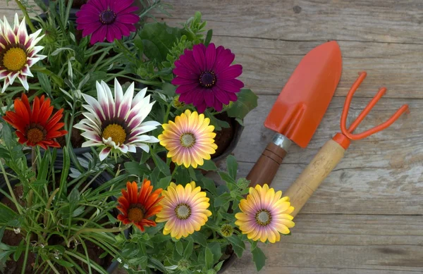 Flores de primavera y herramientas de jardín . — Foto de Stock