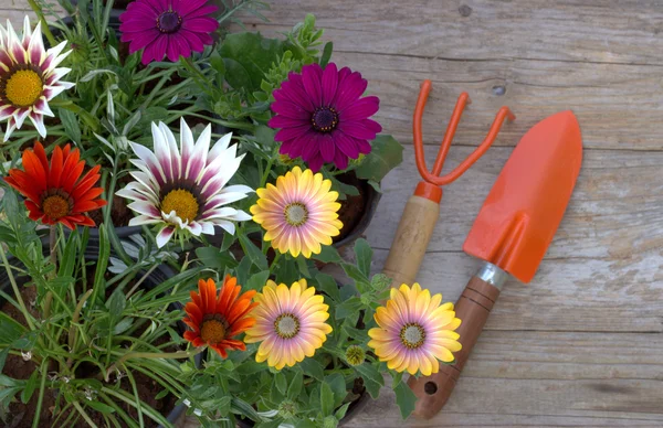 Flores de primavera y herramientas de jardín . — Foto de Stock