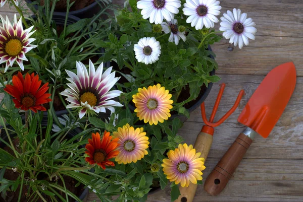 Flores de primavera e ferramentas de jardim . — Fotografia de Stock