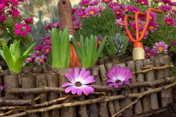 Flores de primavera e ferramentas de jardim . — Fotografia de Stock