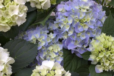 Mavi çiçekler. Çiçekler arka plan.