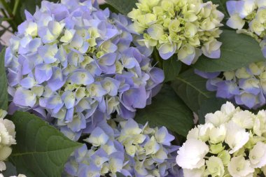 Mavi çiçekler. Çiçekler arka plan.