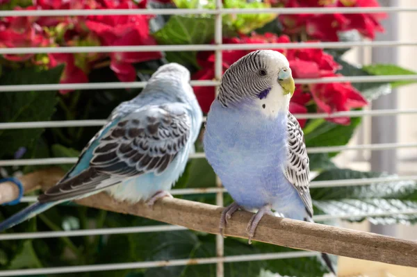 Ein Papageienpaar im Käfig. — Stockfoto