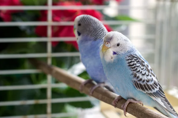 Ein Papageienpaar im Käfig. — Stockfoto