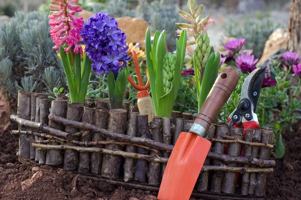 Flores de primavera y herramientas de jardín. Fondo de primavera . — Foto de Stock