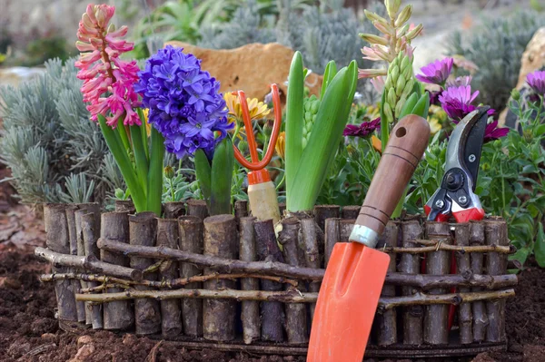 Flores de primavera e ferramentas de jardim . — Fotografia de Stock