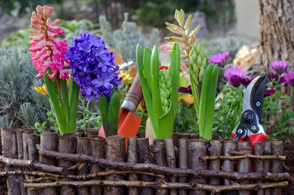 Flores de primavera e ferramentas de jardim. Fundo da primavera . — Fotografia de Stock
