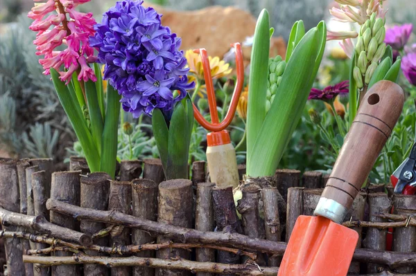 Flores de primavera y herramientas de jardín . — Foto de Stock