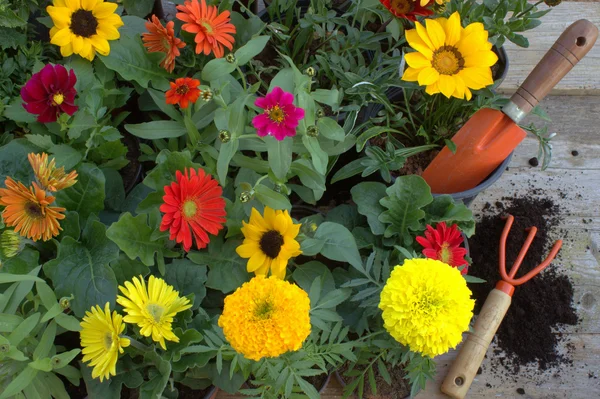 Flores de jardim e ferramentas de jardim. Fundo de flores . — Fotografia de Stock