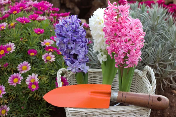 Flores e ferramentas de jardinagem. Jardim de primavera . — Fotografia de Stock
