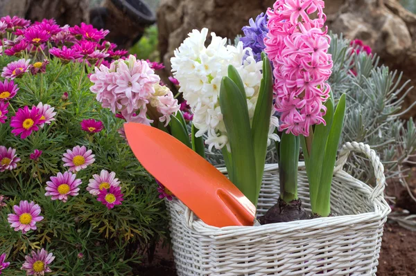 Flores de primavera y herramientas de jardín. Fondo de primavera . — Foto de Stock