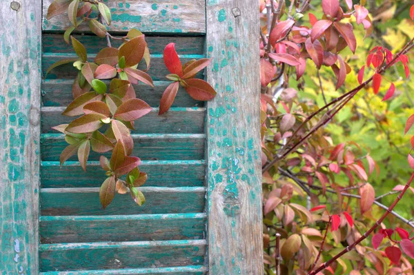 Velhas Persianas Folhas Vermelhas Jardim Fundo Outono — Fotografia de Stock