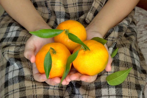 Tangerini Nella Mano Bambino — Foto Stock