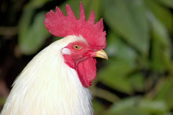 Cock Fecha Fundo Agrícola — Fotografia de Stock