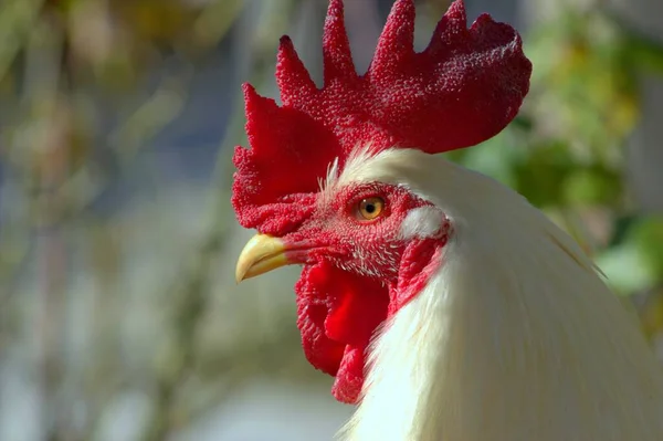 Klootzak Sluit Maar Bedrijfsachtergrond — Stockfoto