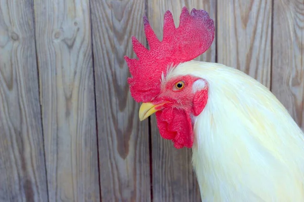 Gallo Blanco Cerca Contexto Agrícola —  Fotos de Stock