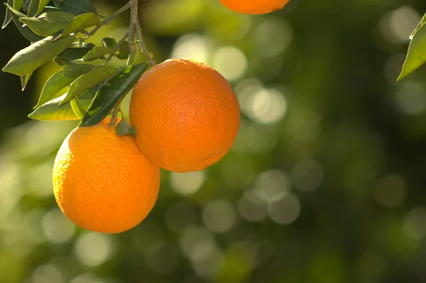 Апельсини на гілці . — стокове фото
