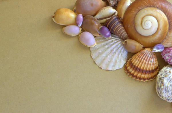 Seashells. nature baskground. — Stock Photo, Image