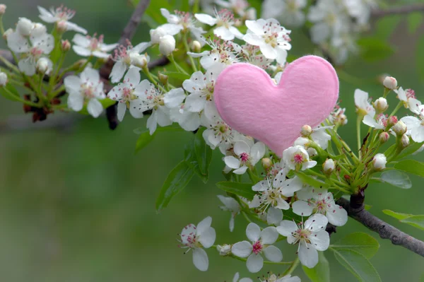 Spring. Flowering branch and heart. — Stock Photo, Image